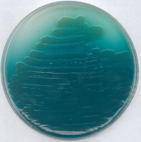 PSEUDOMONAS AGAR P BASE FOR MICROBIOLOGY